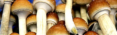 Psilocybin magic mushrooms Sixties drug