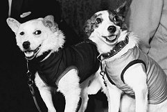 Belka and Strelka