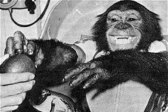 Ham, the Project Mercury chimpanzee