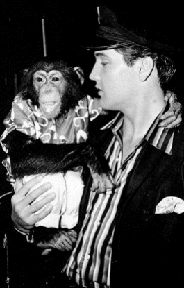 Elvis with Scatter the chimpanzee
