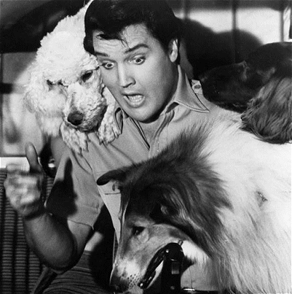 Elvis with Collie and Poodle pets