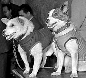 Belka and Strelka space dogs
