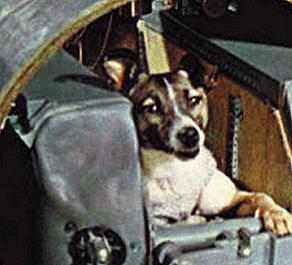 Laika - space dog