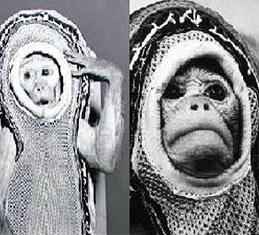 Sam - space monkey
