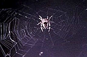 Arabella spider web in space